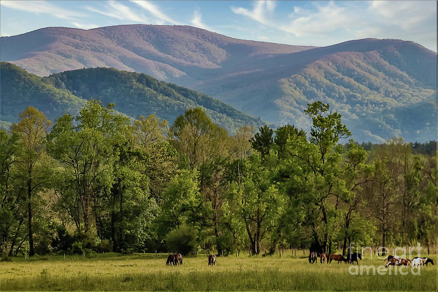 Horses grazing in Cades Cove Photograph by Theresa D Williams