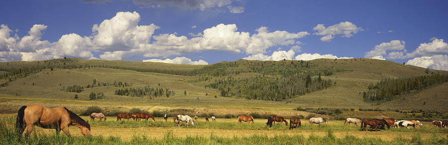 Horses grazing in pasture with hills beyond Photograph by Timothy Hearsum