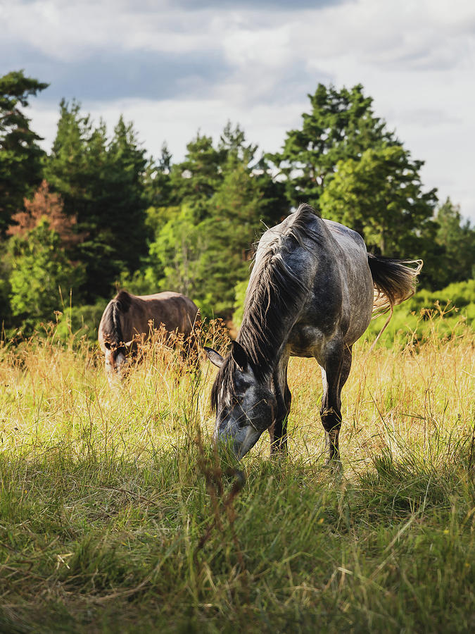 Horses Grazing In Tall Grass Photograph by Nicklas Gustafsson