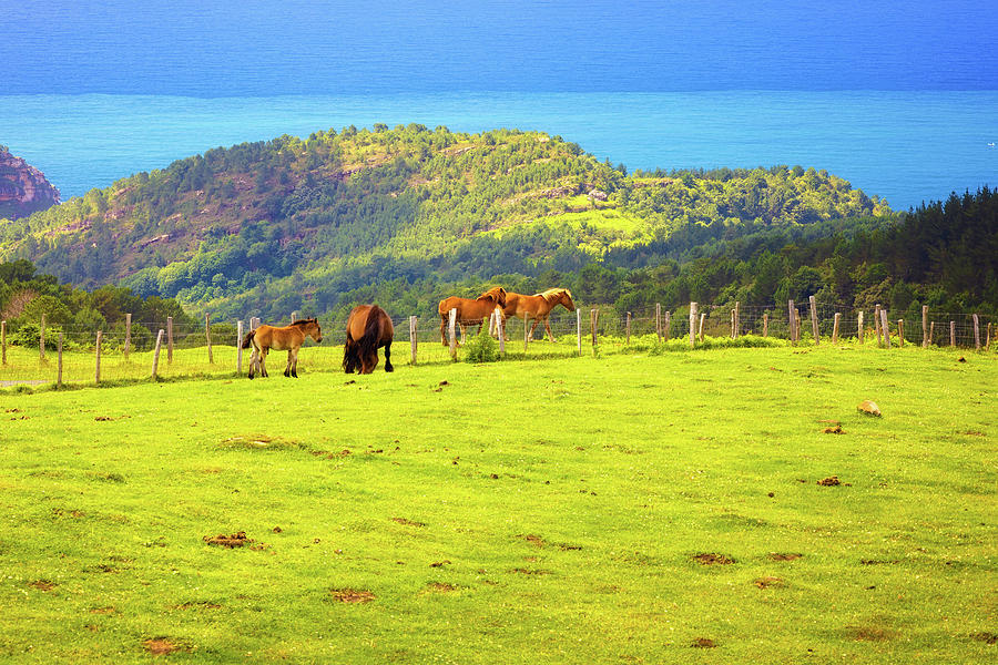 Horses grazing in the mountains of the Bidasoa river coast - Ort Photograph by Jordi Carrio Jamila