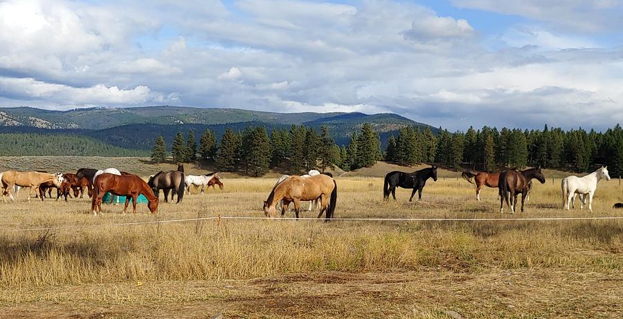 Horses Grazing in the pasture in Montana Photograph by Don Varney