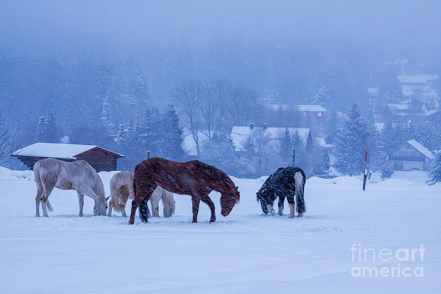 Horses grazing in winter blue light Photograph by Tatiana Travelways Horses grazing in winter blue light Photograph by Tatiana Travelways