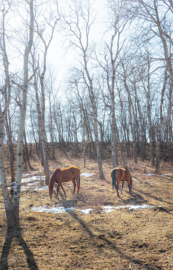 Horse Photograph - Horses grazing in winter woods by Phil And Karen Rispin