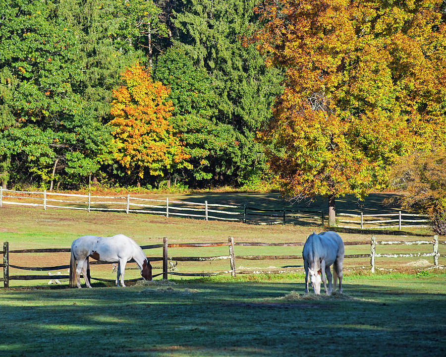 Horses Grazing on an Autumn Day Hamilton Massachusetts Fall Photograph by Toby McGuire