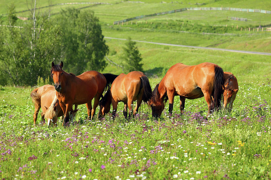 Horses Grazing On Summer Meadow Photograph by Mikhail Kokhanchikov