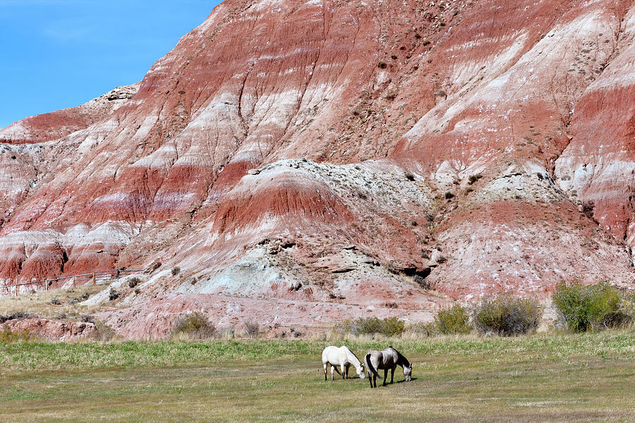 Horses Grazing on the Edge of the Badlands  Photograph by Kathleen Bishop