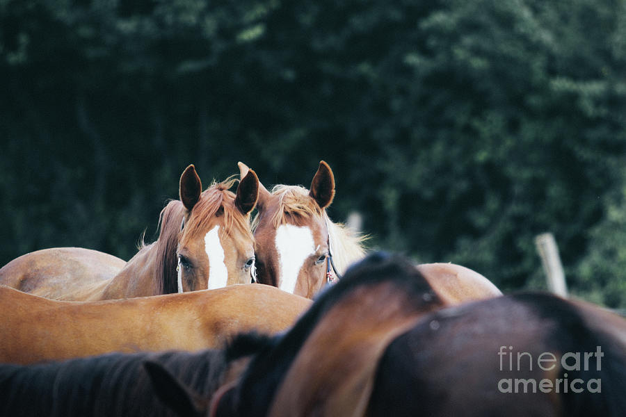 Horses in a herd Photograph by Dimitar Hristov