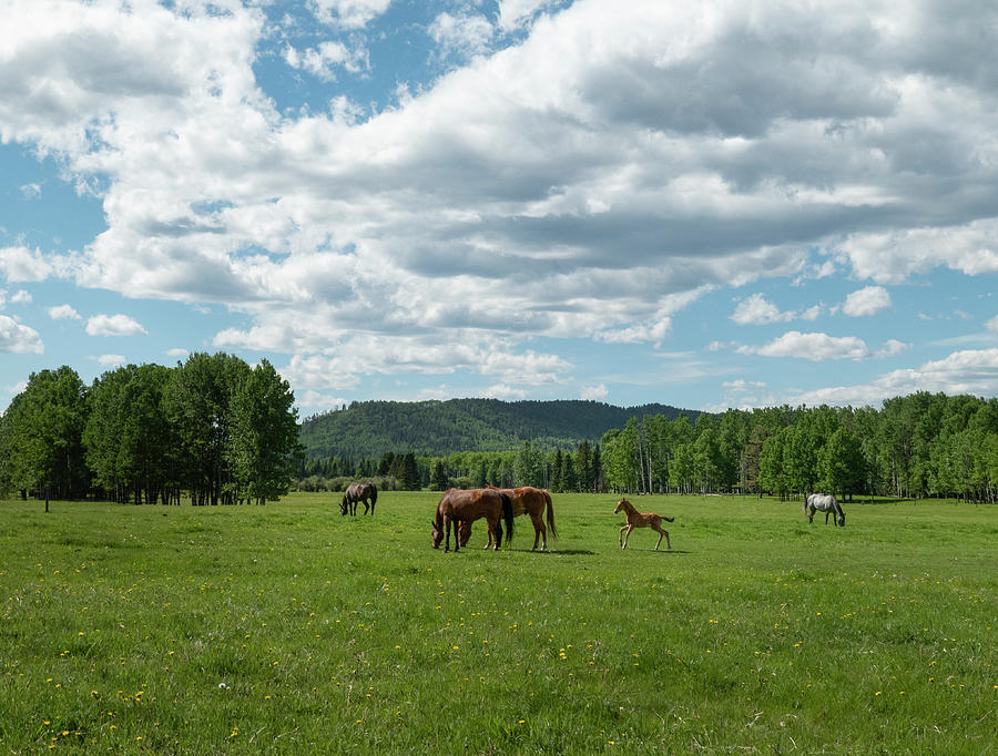 Horse Photograph - Horses In A Meadow by Phil And Karen Rispin