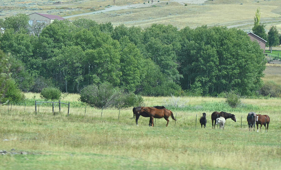Horses In A Pasture Near A Stand Of Trees In Montana Photograph