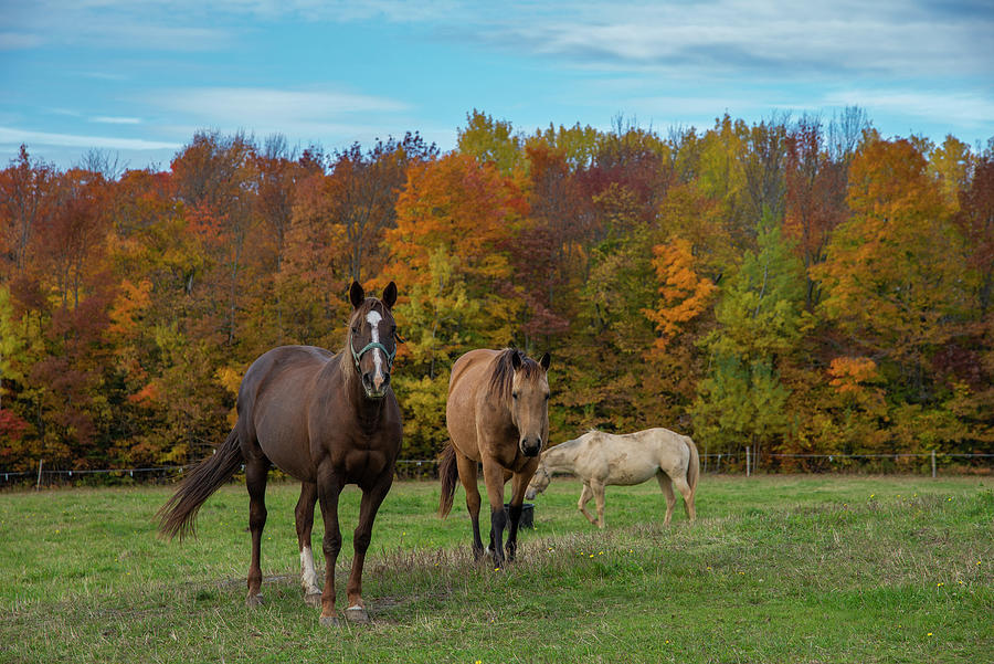 Horses In Autumn Photograph by Mark Papke