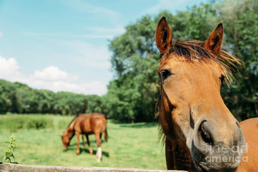 Horses in field Photograph by Jelena Jovanovic