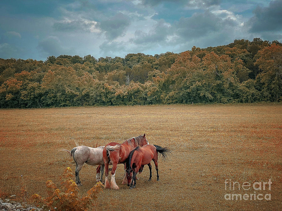 Horses in Field  Photograph by Peggy Franz