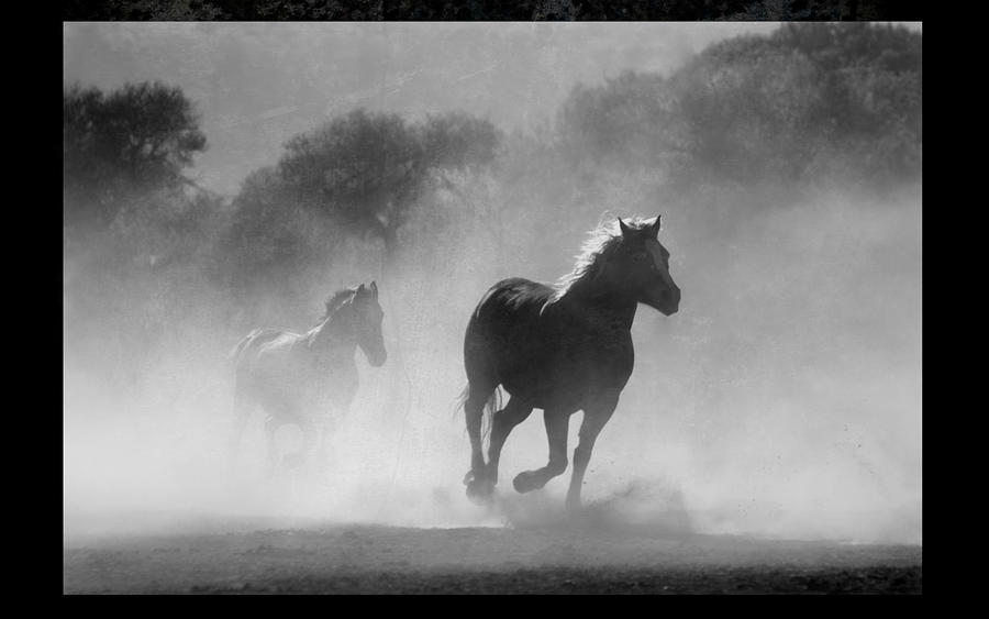 Horses In Fog Digital Art by Steven Parker