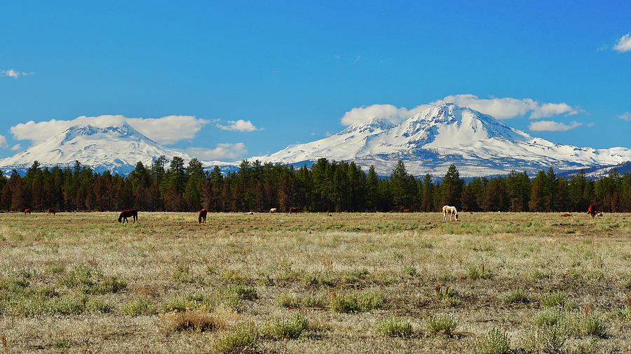 Horses in front of the Three Sisters Mountains Photograph by Brent Bunch