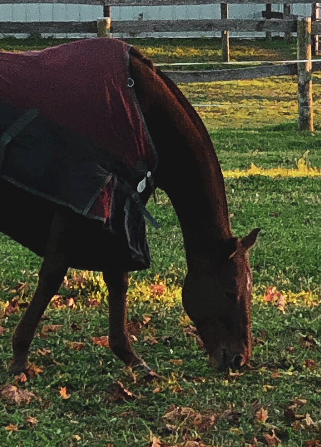 Horses in Georgetown v4 Photograph by Lorraine Palumbo - Pixels