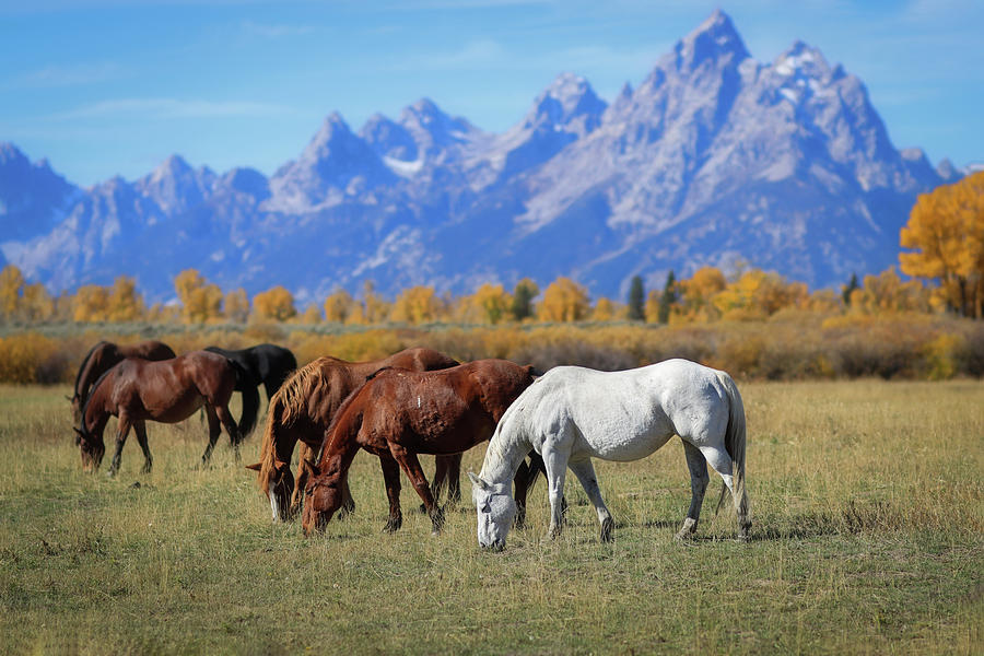 Horses In Grand Teton National Park Photograph by Dan Sproul
