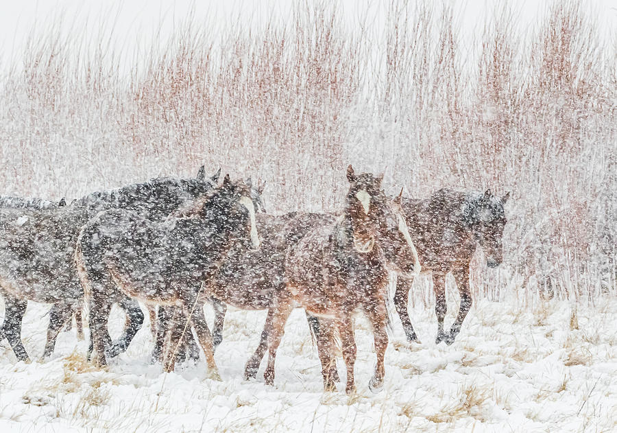 Horses in Heavy Snowfall Photograph by Marc Crumpler
