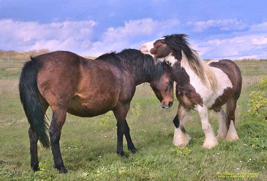 Horses in Love Photograph by Alan Ackroyd