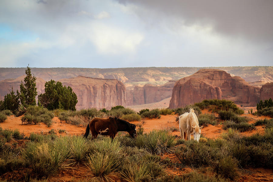 Horses in Monument valley  Photograph by Alberto Zanoni