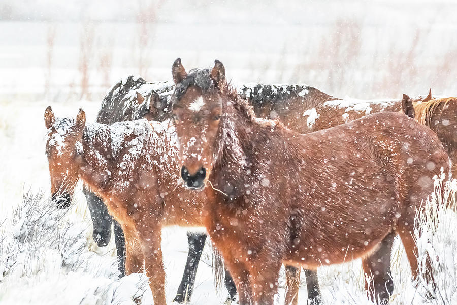 Horses in Snow Photograph by Marc Crumpler