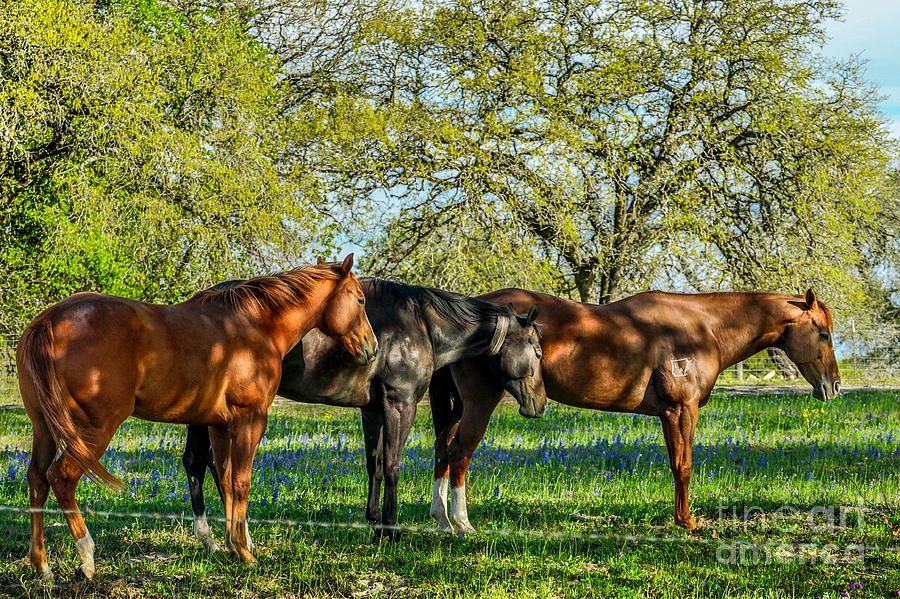 Horses in Spring Photograph by David Meznarich