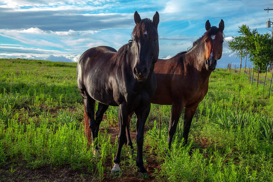 Horses in the Field Photograph by Toni Hopper Horses in the Field Photograph by Toni Hopper