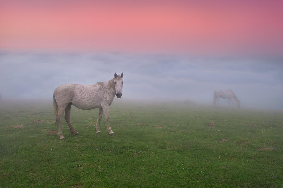 Horses in the fog Photograph by Mikel Martinez de Osaba