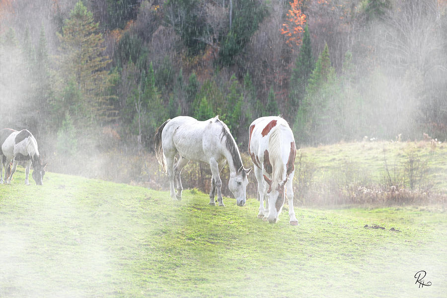 Horses In The Rain Photograph by Robert Harris