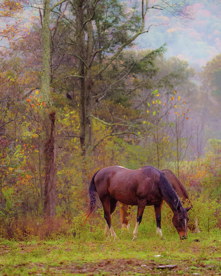 Horses in the Smokies Photograph by Darrell DeRosia