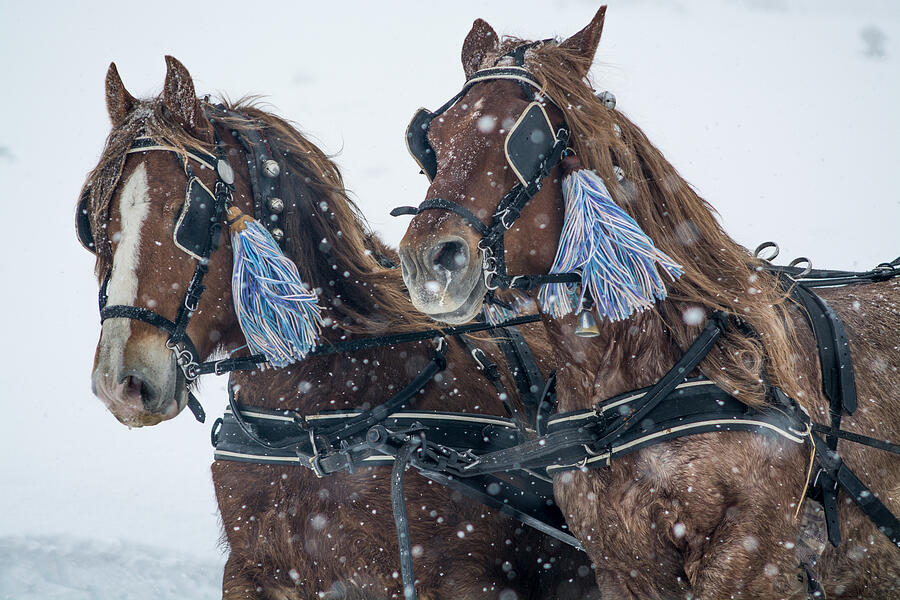 Horses In The Snow Photograph by David Rius & Núria Tuca