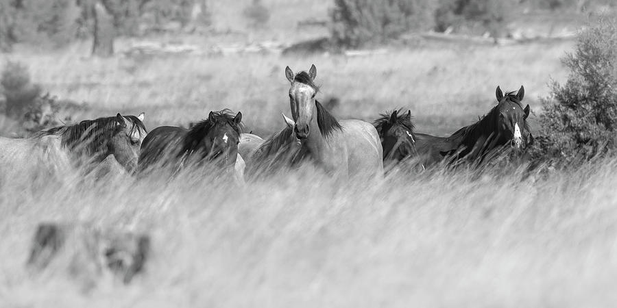 Horses in the Tall Grass. Photograph by Paul Martin
