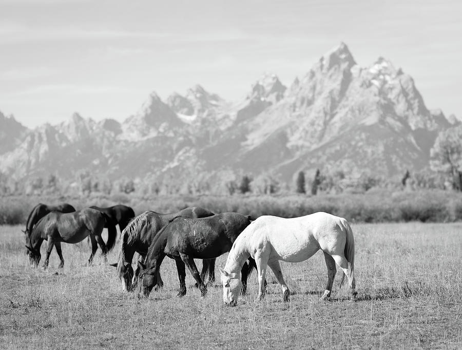 Horses In The Tetons Black And White Photograph by Dan Sproul