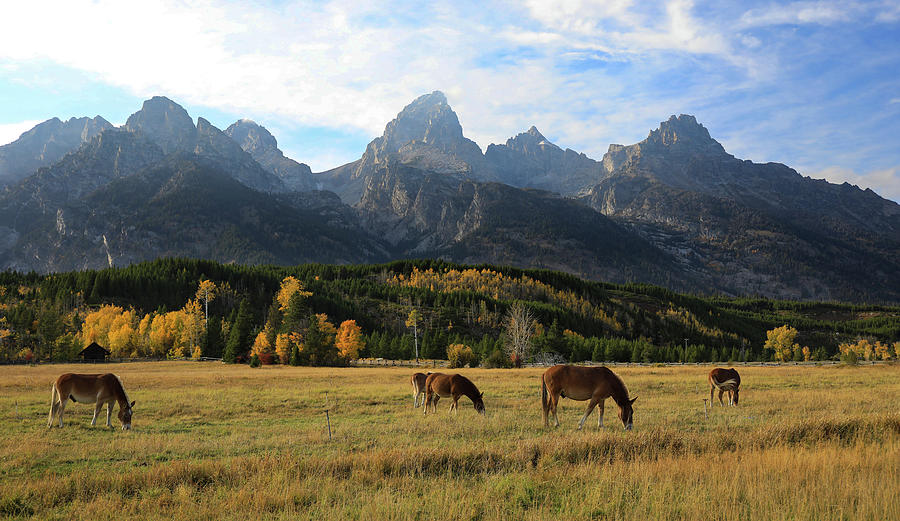 Mules In The Tetons Photograph by Dan Sproul