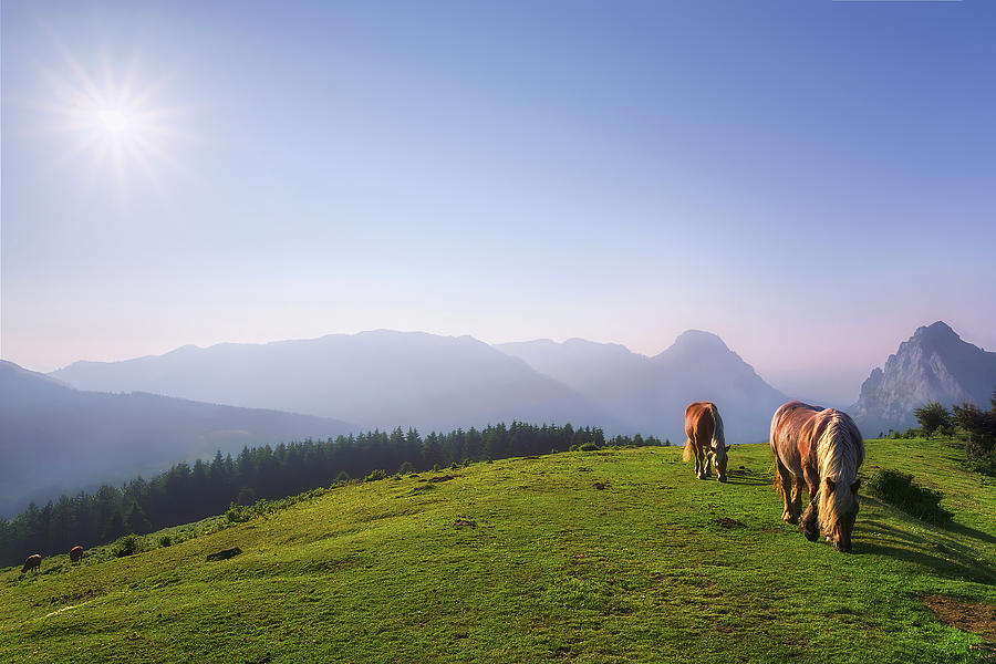 Horses in Urkiola mountains Photograph by Mikel Martinez de Osaba