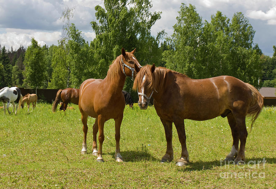 Horses Photograph by Irina Afonskaya