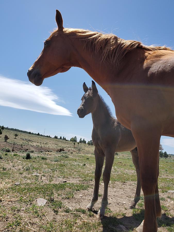 Horses, mom and baby Photograph by Sandy Yarbrough | Fine Art America