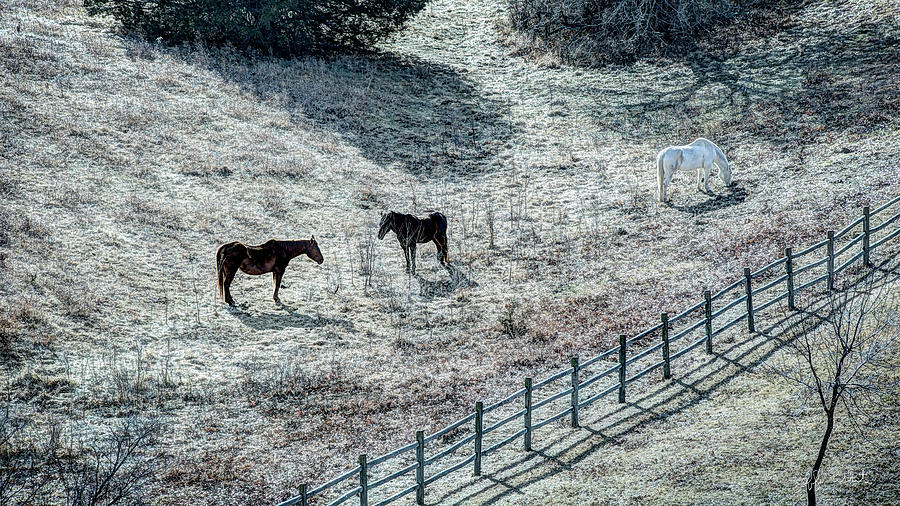 Horses near Platte River State Park Photograph by Jeff White