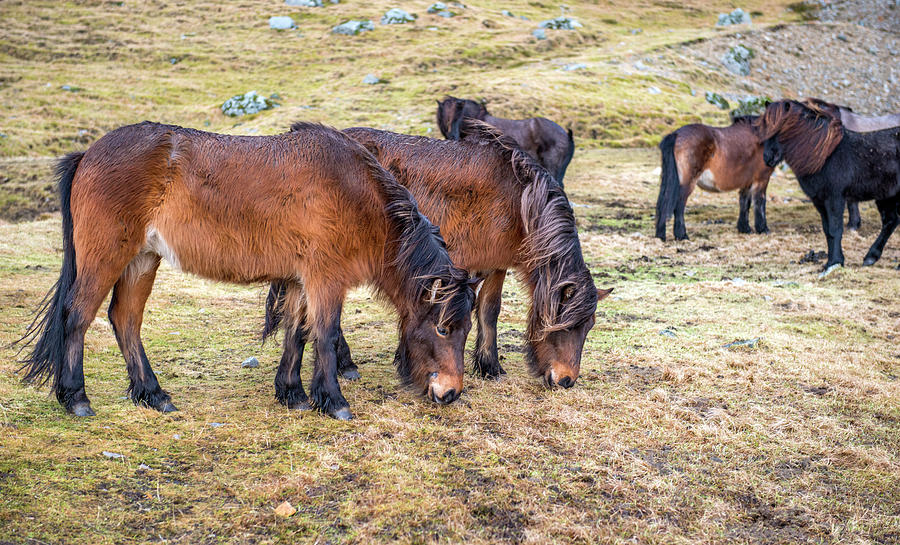 Horses near Vestrahorn, Iceland Photograph by Dubi Roman