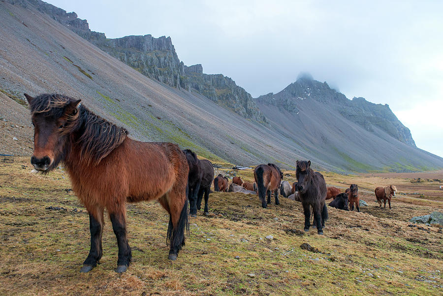 Horse Photograph - Horses near Vestrahorn Mountain, Iceland by Dubi Roman
