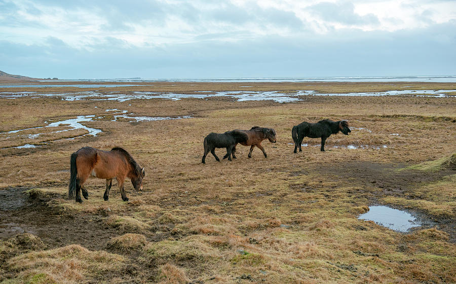 Horses near Vestrahorn Mountain, southeast Iceland Photograph by Dubi Roman