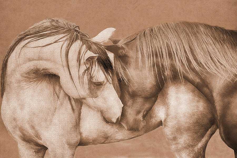 Horses Nuzzling Sepia Tones Digital Art by Steve Ladner