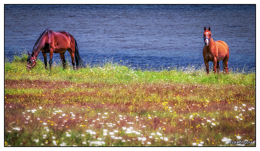 Horses of Margaree Harbour Photograph by Ken Morris