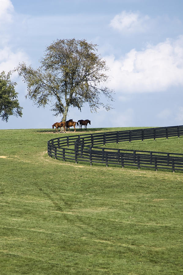 Horses On A Hill, Kentucky Bluegrass Pasture Photograph by Catnap72