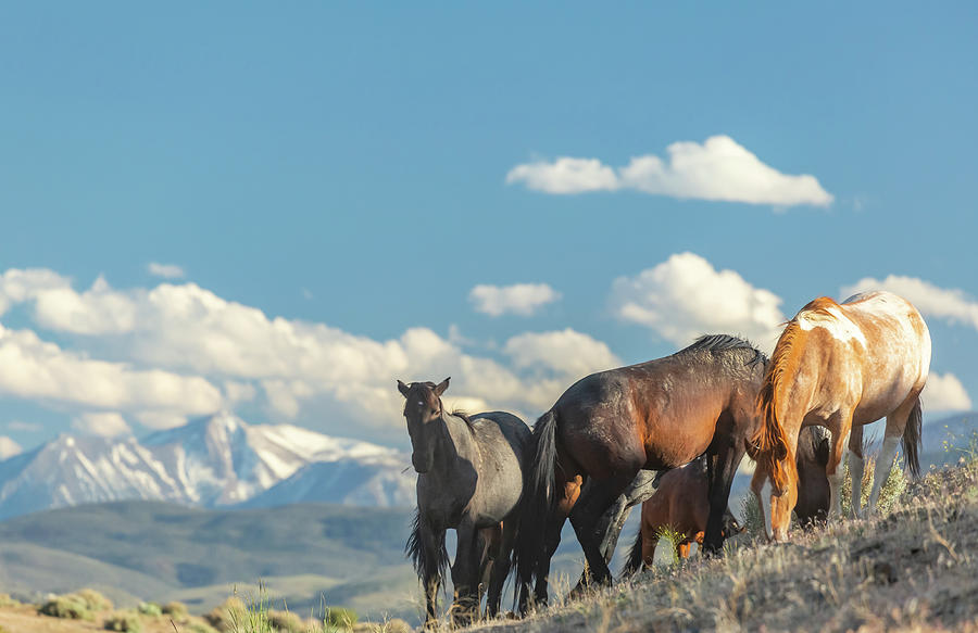 Horses on a Hillside Photograph by Marc Crumpler