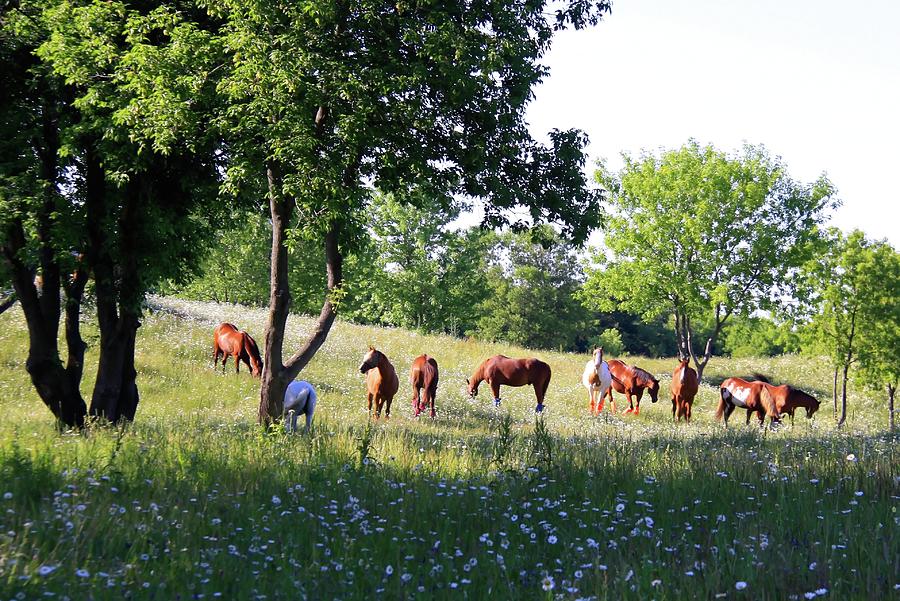 Horses On A Hillside Photograph