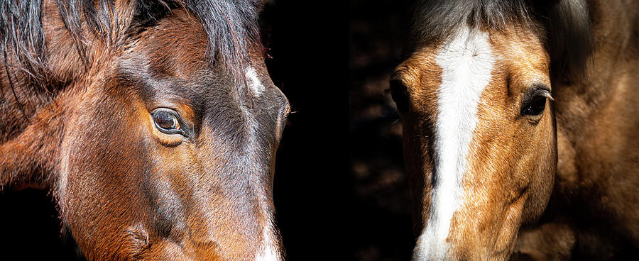 Horse Photograph - Horses on Black by Phil And Karen Rispin