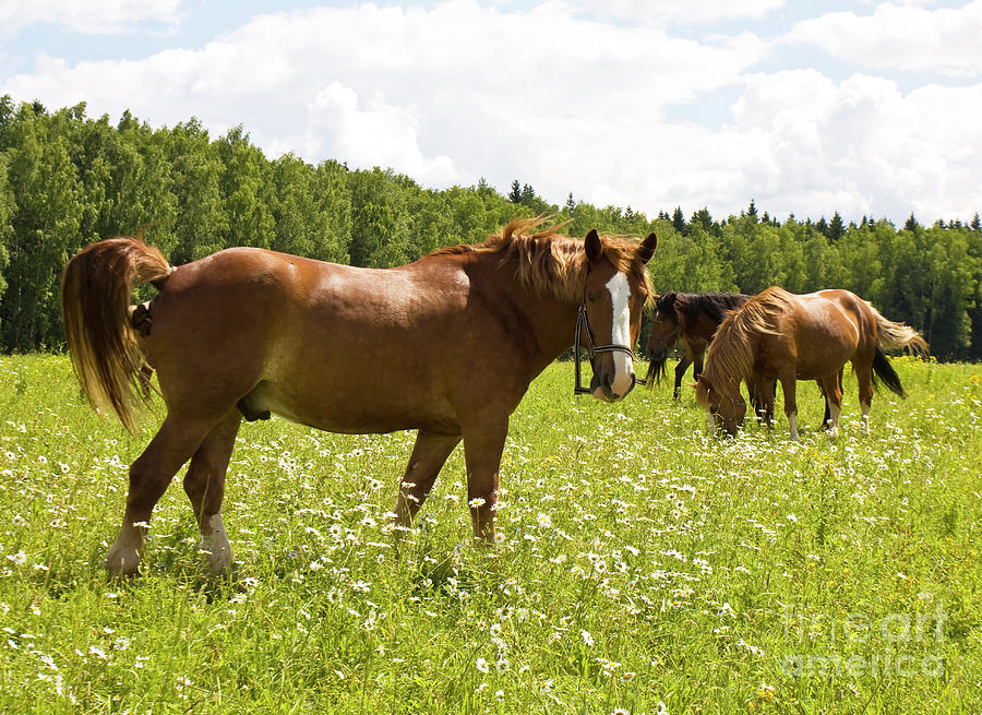 Horses on meadow Photograph by Irina Afonskaya
