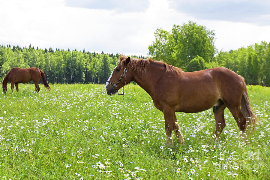 Horses on meadow with camomiles Photograph by Irina Afonskaya