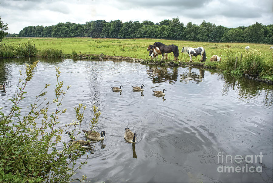 Horses on the bank of the Rochdale Canal Grt Manchester England Photograph by Pics By Tony