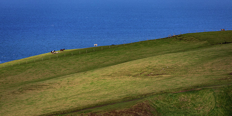 Horse Photograph - Horses on the Cliffs of Moher by Jim Gillen